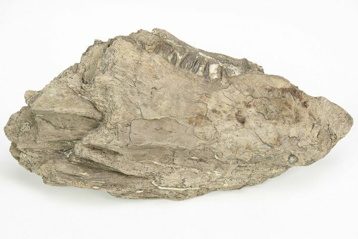 Cretaceous Monster Fish (Xiphactinus) Jaw Section - Kansas #217308